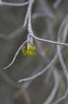 Spanish moss